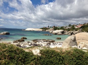 The stunning Boulders Beach.  Locals often wake up to find penguins eating breakfast in their kitchens.