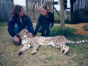 This cheetah wanted to eat me, but I outran her.  Like "Jackass" don't try this at home.