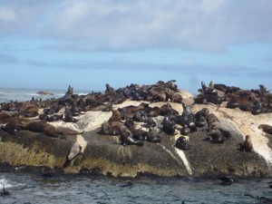 Seals