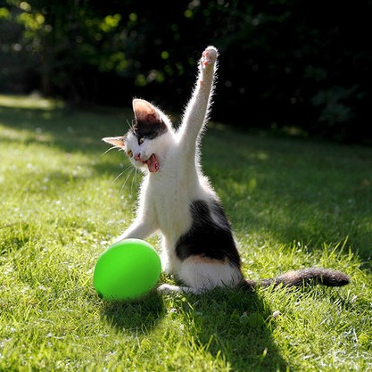 Cat with balloon