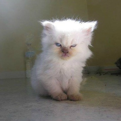 Disaffected Kitten