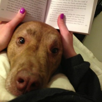 Dog and book