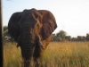 elephant-says-hello