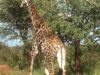 our-first-giraffe