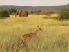 elephant-and-impala