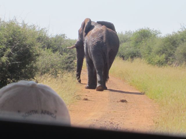 Angry Bull In The Road