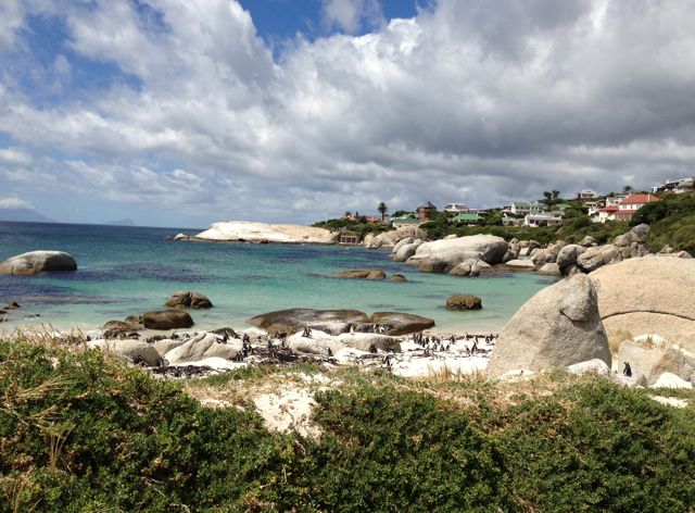 The stunning Boulders Beach. Locals often wake up to find penguins eating breakfast in their kitchens.