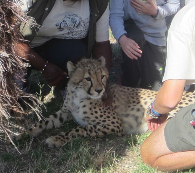 Cheetah Cub Eigg