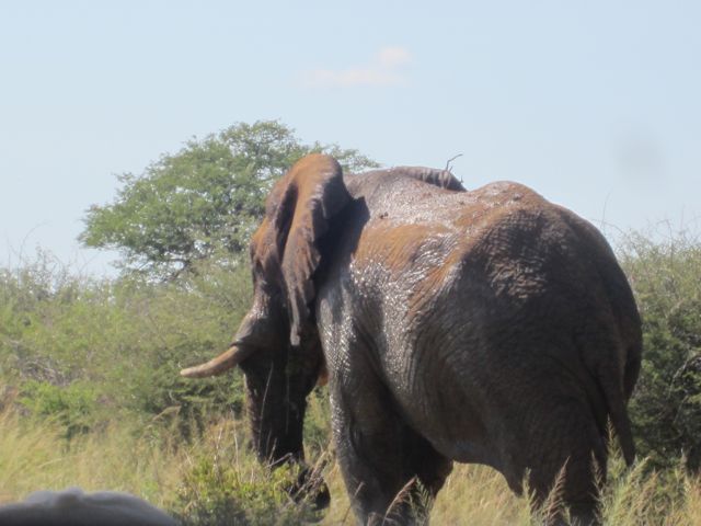 Elephant in Musth