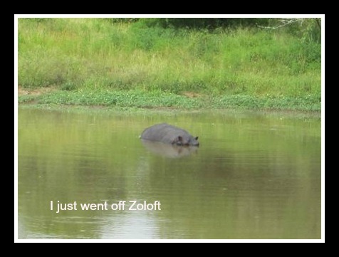 Hippo Neighbor pic