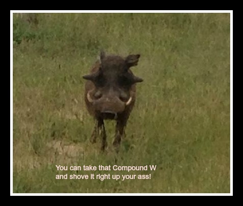 Wart Hog Pic