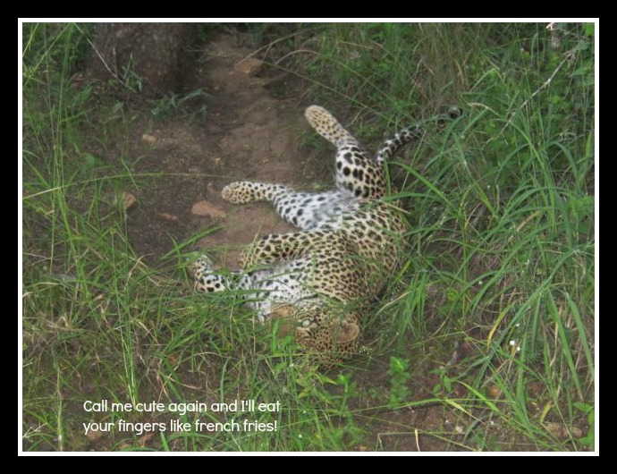 baby leopard 2