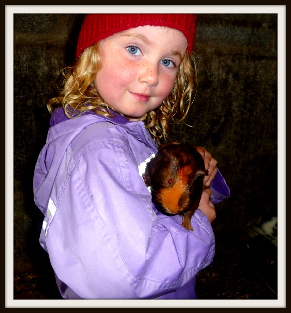 Bridget Guinea Pig